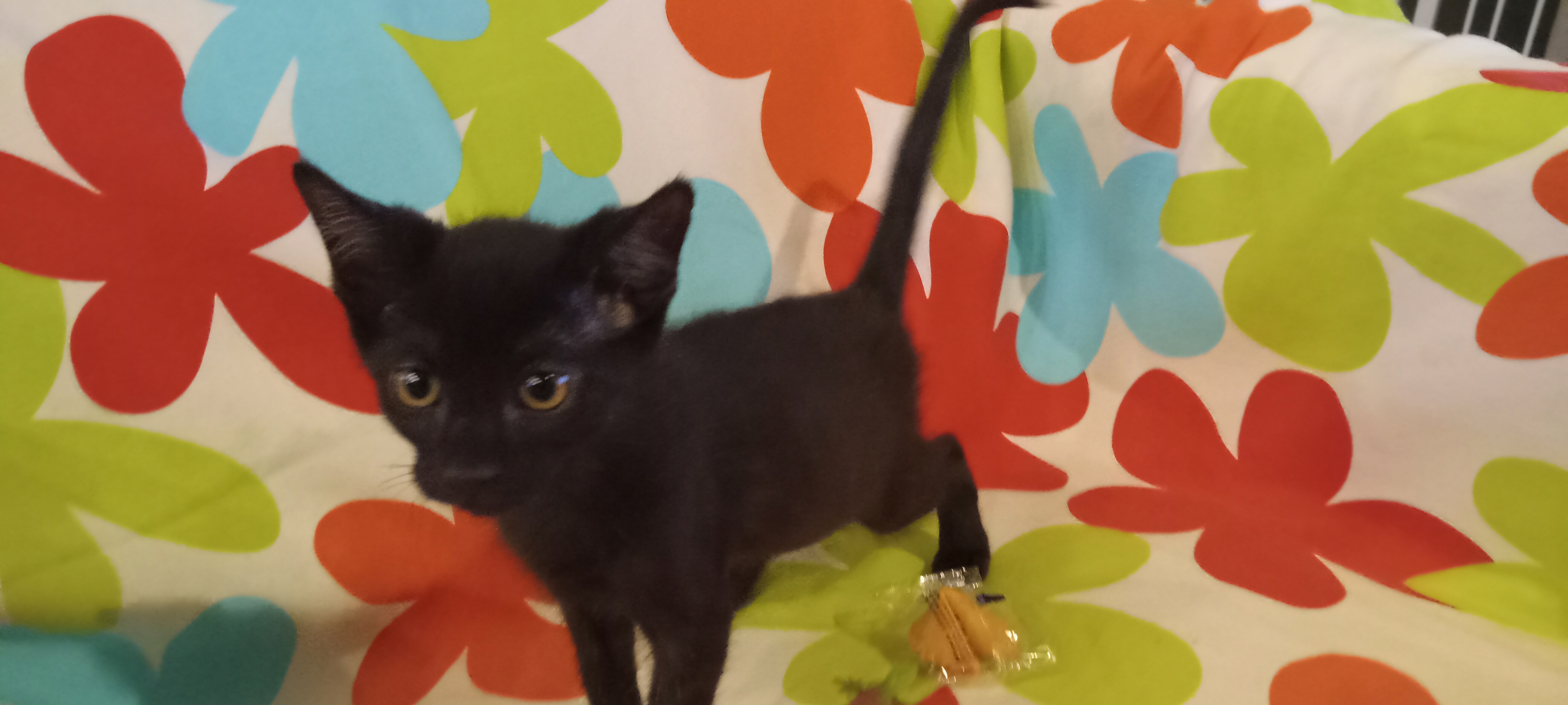 Enlarge Triscuit, a Adopted Domestic Short Hair in Chandler, AZ image 2/2