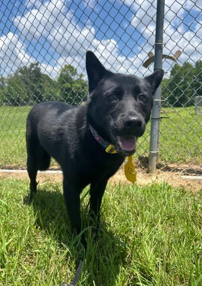 Enlarge Demi, a ADOPTABLE German Shepherd Dog in Jackson, MS image 1/1