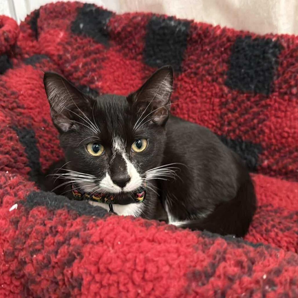 Enlarge Kal, a Adoptable Domestic Short Hair image 1/1