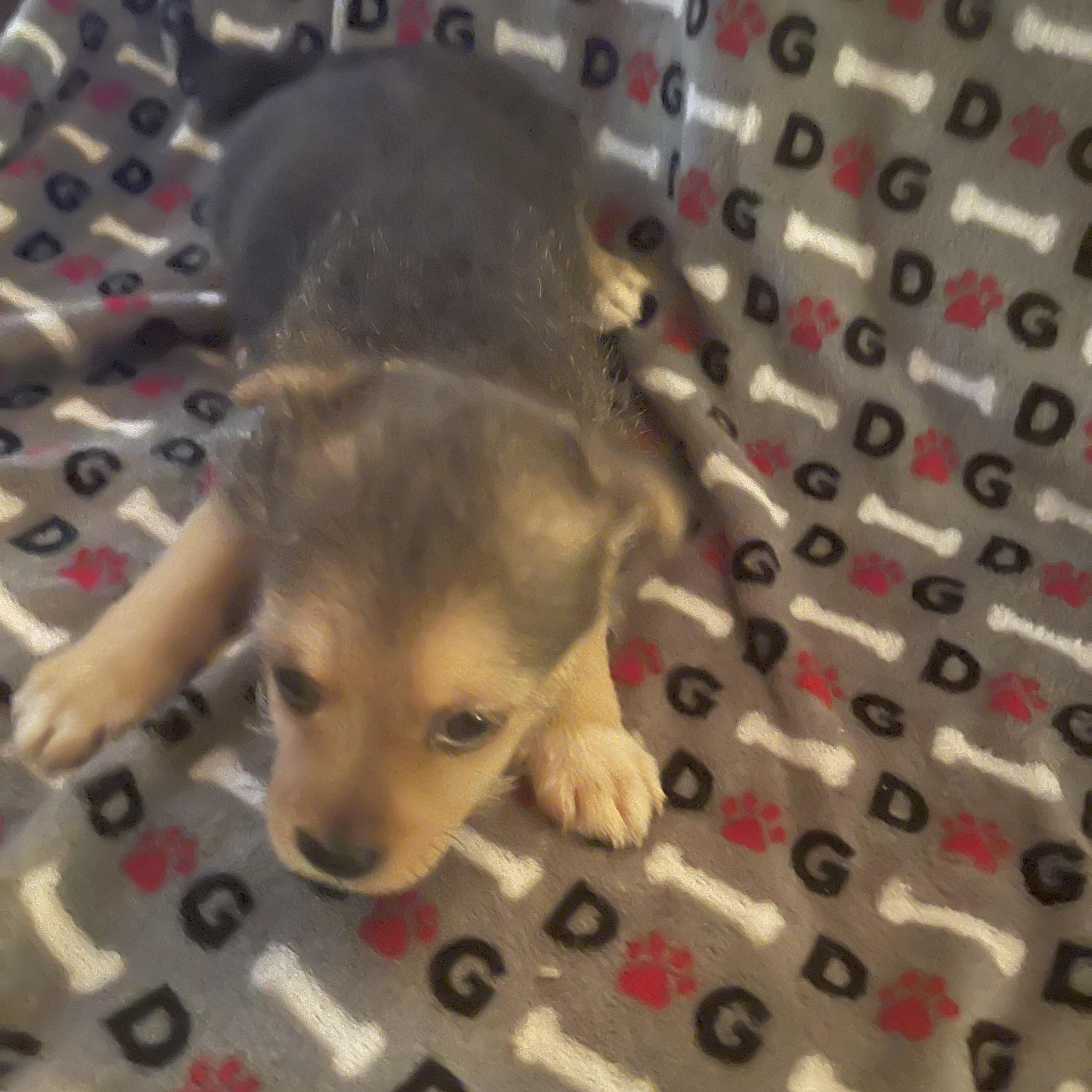 Enlarge Coral, a Adoptable mixed breed in Gainesville, VA image 4/4