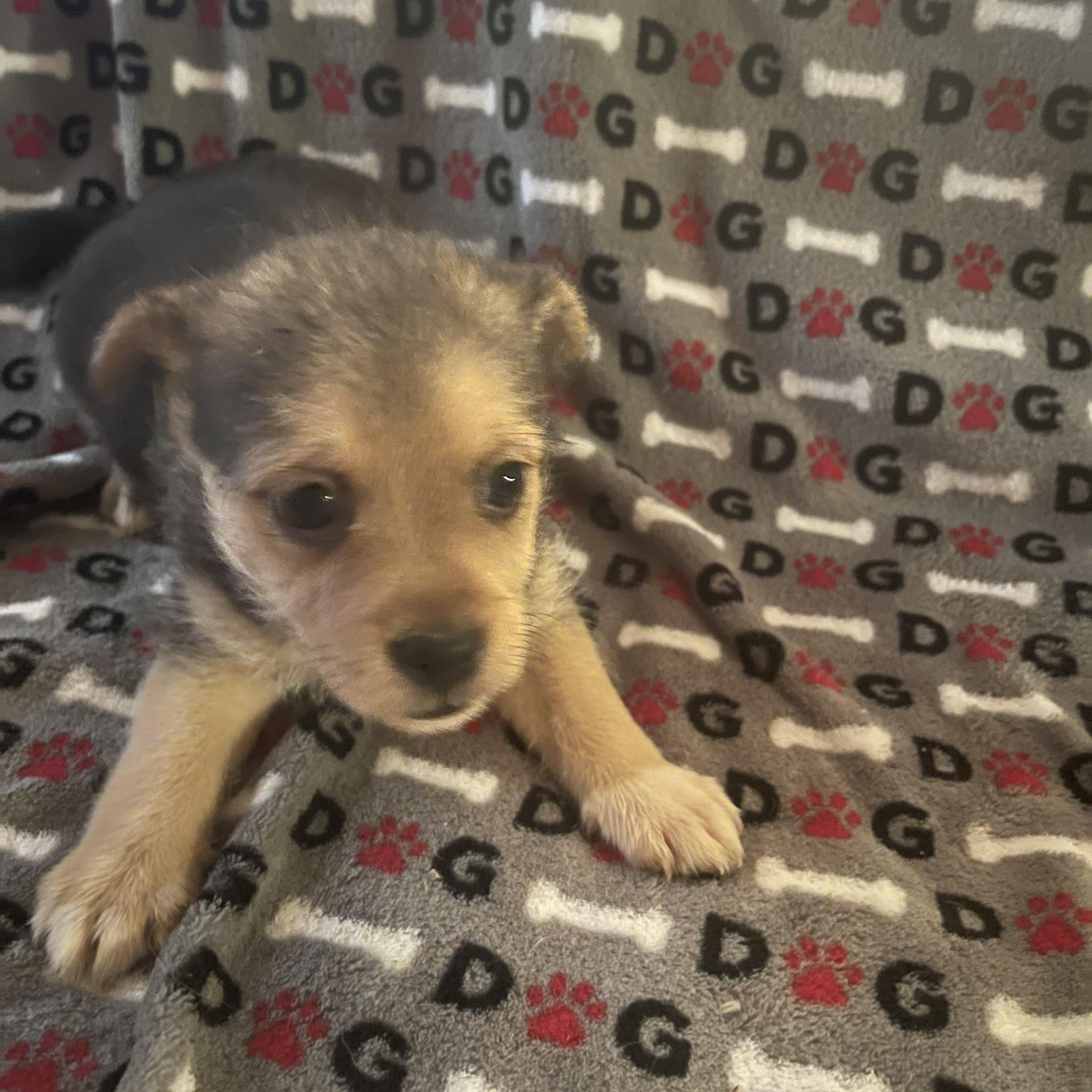 Coral, Adoptable, Puppy Female Terrier.