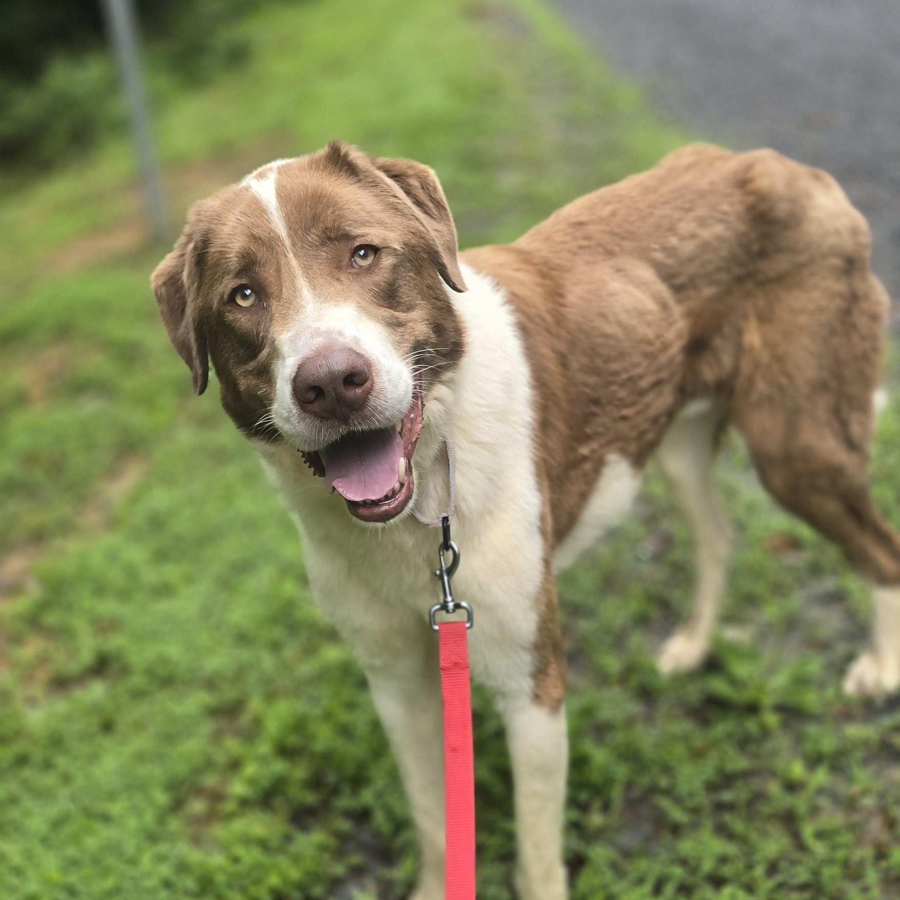 Drax, Adult Male Anatolian Shepherd