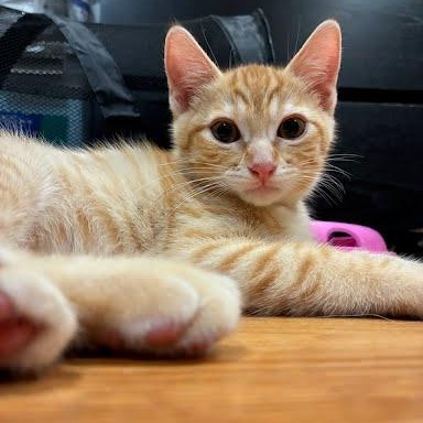 Ziti, Adoptable, Kitten Male Tabby & Domestic Short Hair.