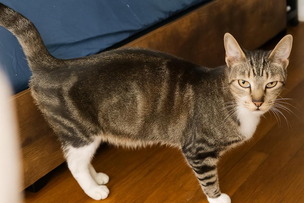 Enlarge Vanille, a Adoptable Domestic Short Hair in DELTONA, FL image 1/3