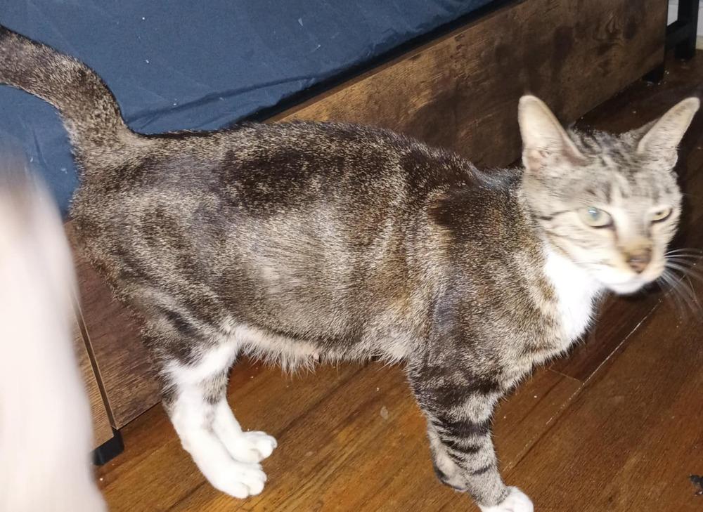 Enlarge Vanille, a Adoptable Domestic Short Hair in DELTONA, FL image 2/3