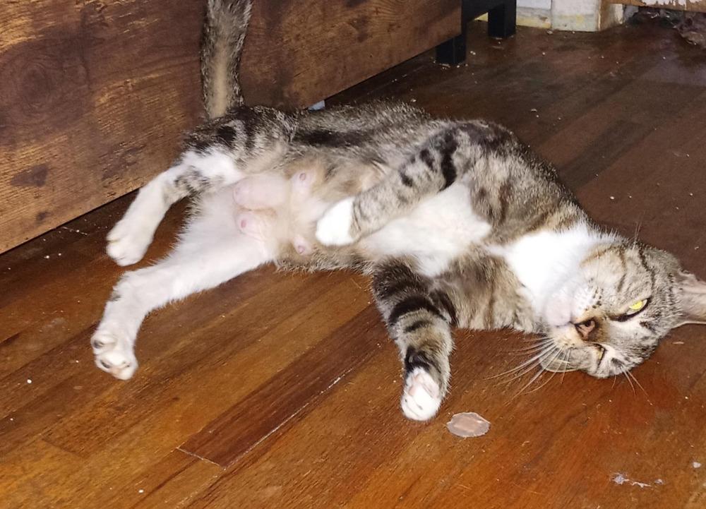 Enlarge Vanille, a Adoptable Domestic Short Hair in DELTONA, FL image 3/3