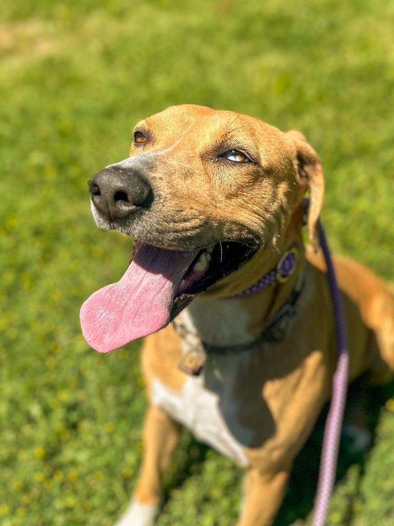 Gracie, Adoptable, Adult Female Black Mouth Cur & Husky.