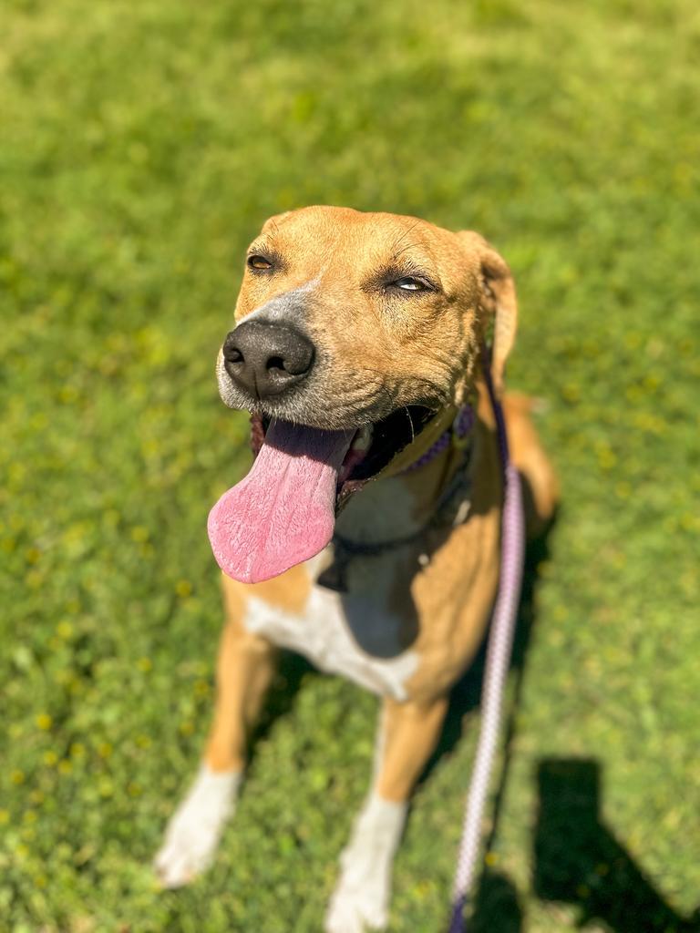 Gracie, a Adoptable mixed breed in Springfield, TN image 2/6