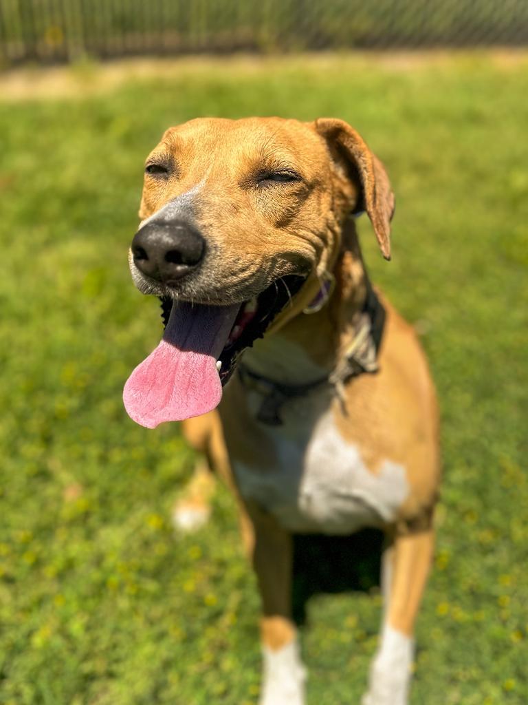 Gracie, a Adoptable mixed breed in Springfield, TN image 3/6