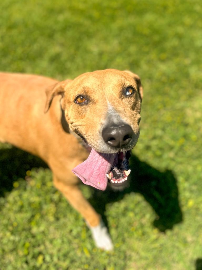 Gracie, a Adoptable mixed breed in Springfield, TN image 4/6
