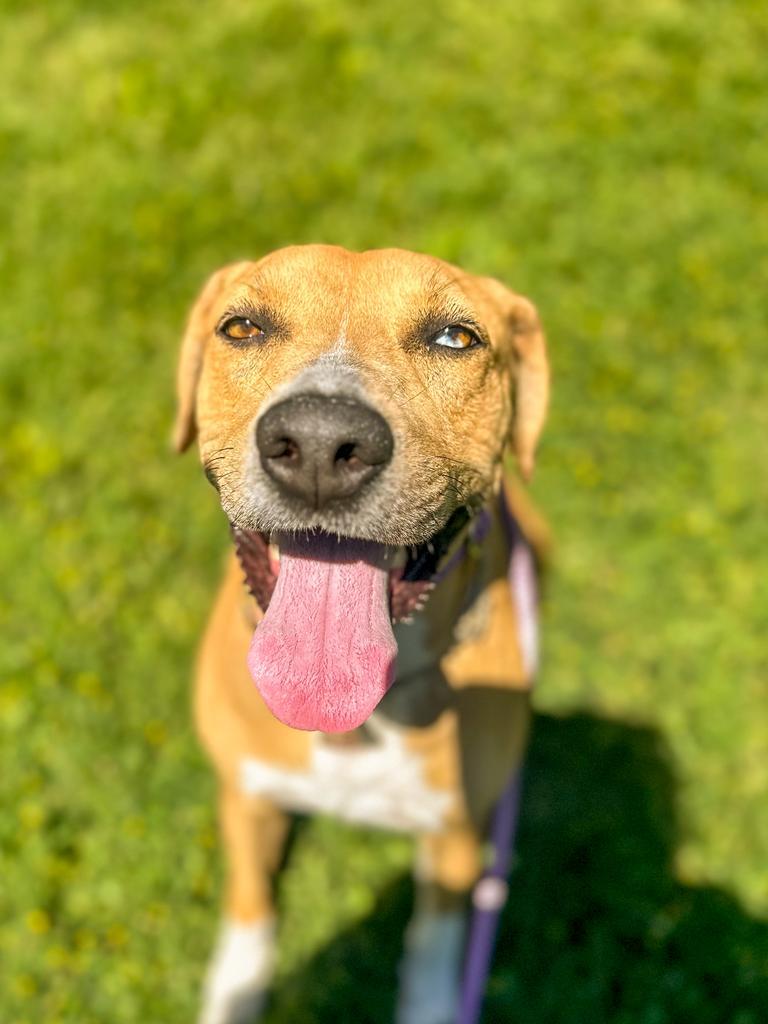 Gracie, a Adoptable mixed breed in Springfield, TN image 5/6