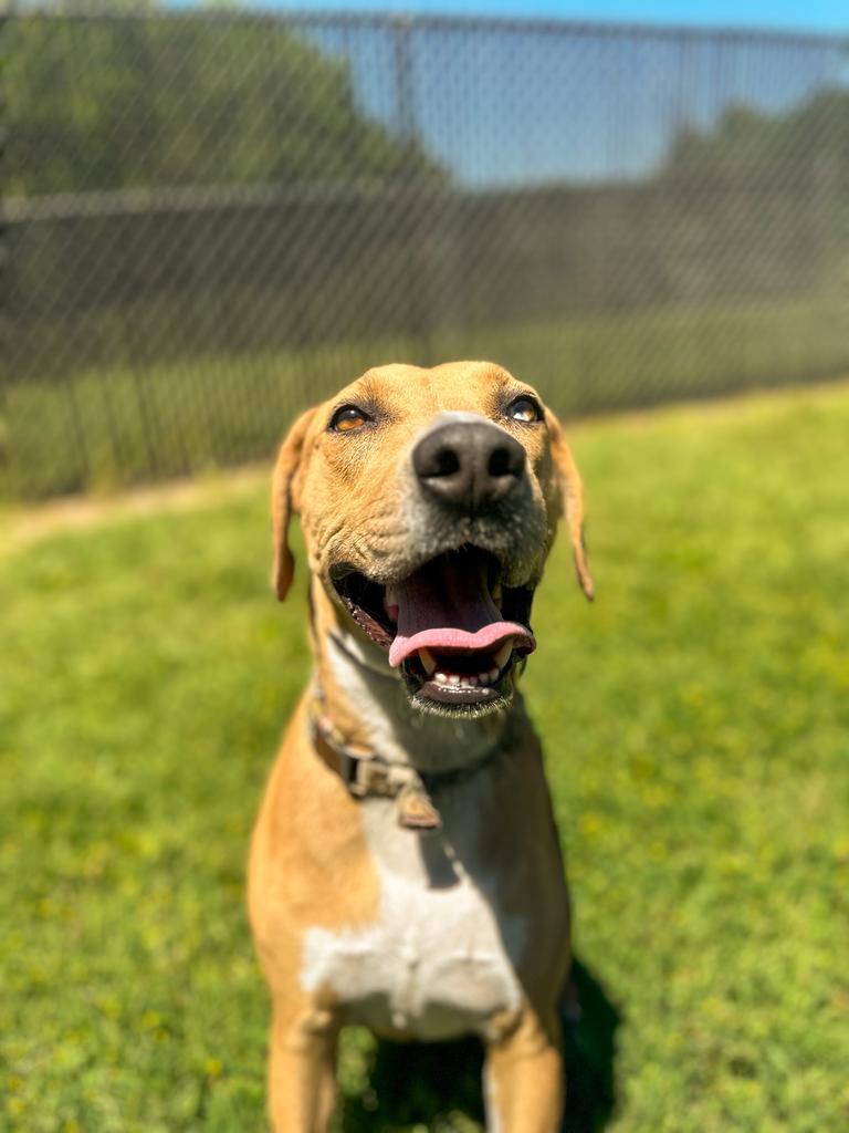 Gracie, a Adoptable mixed breed in Springfield, TN image 6/6