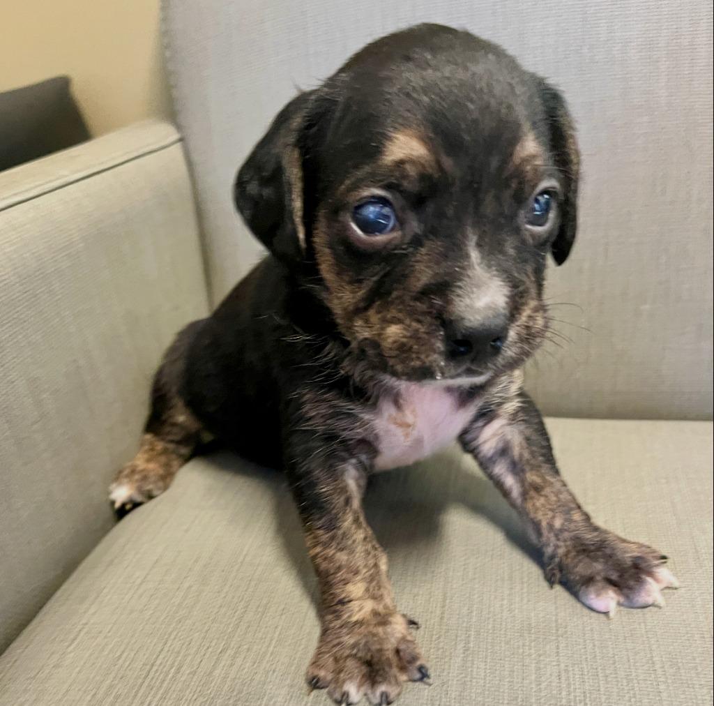 Chadwick, Adoptable, Puppy Male Beagle & Terrier.