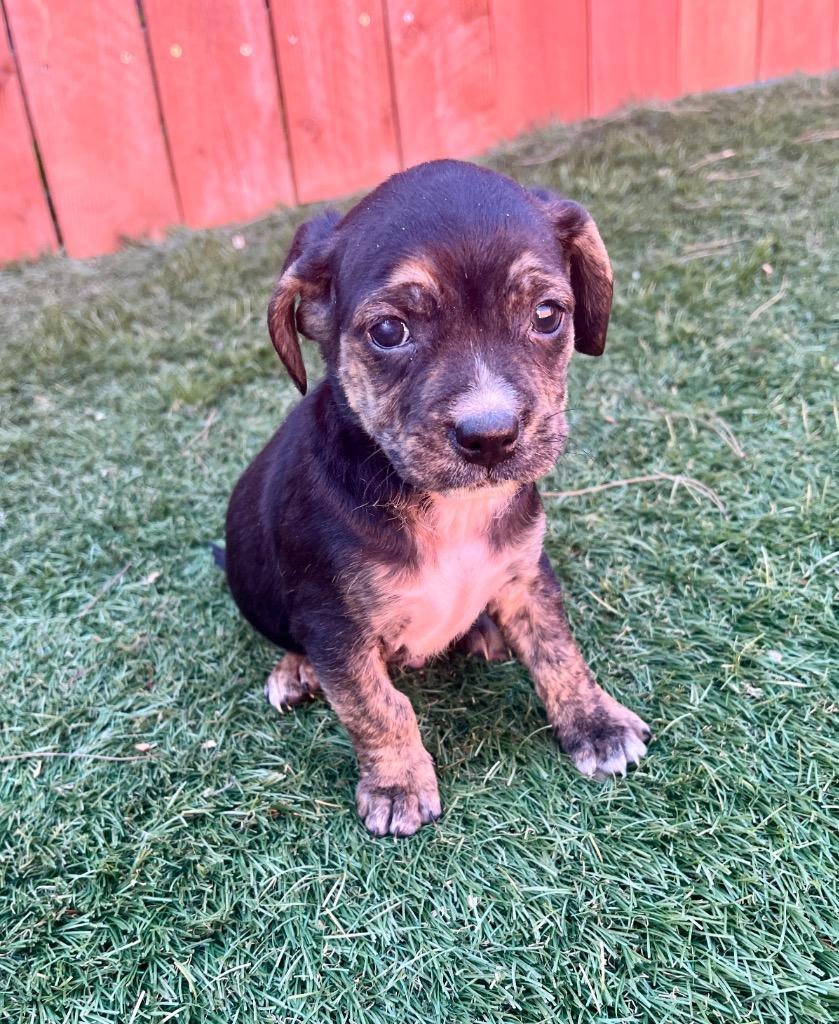 Chadwick, a Adoptable mixed breed in El Cajon, CA image 2/3