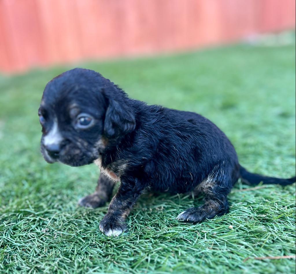 Chadwick, a Adoptable mixed breed in El Cajon, CA image 3/3