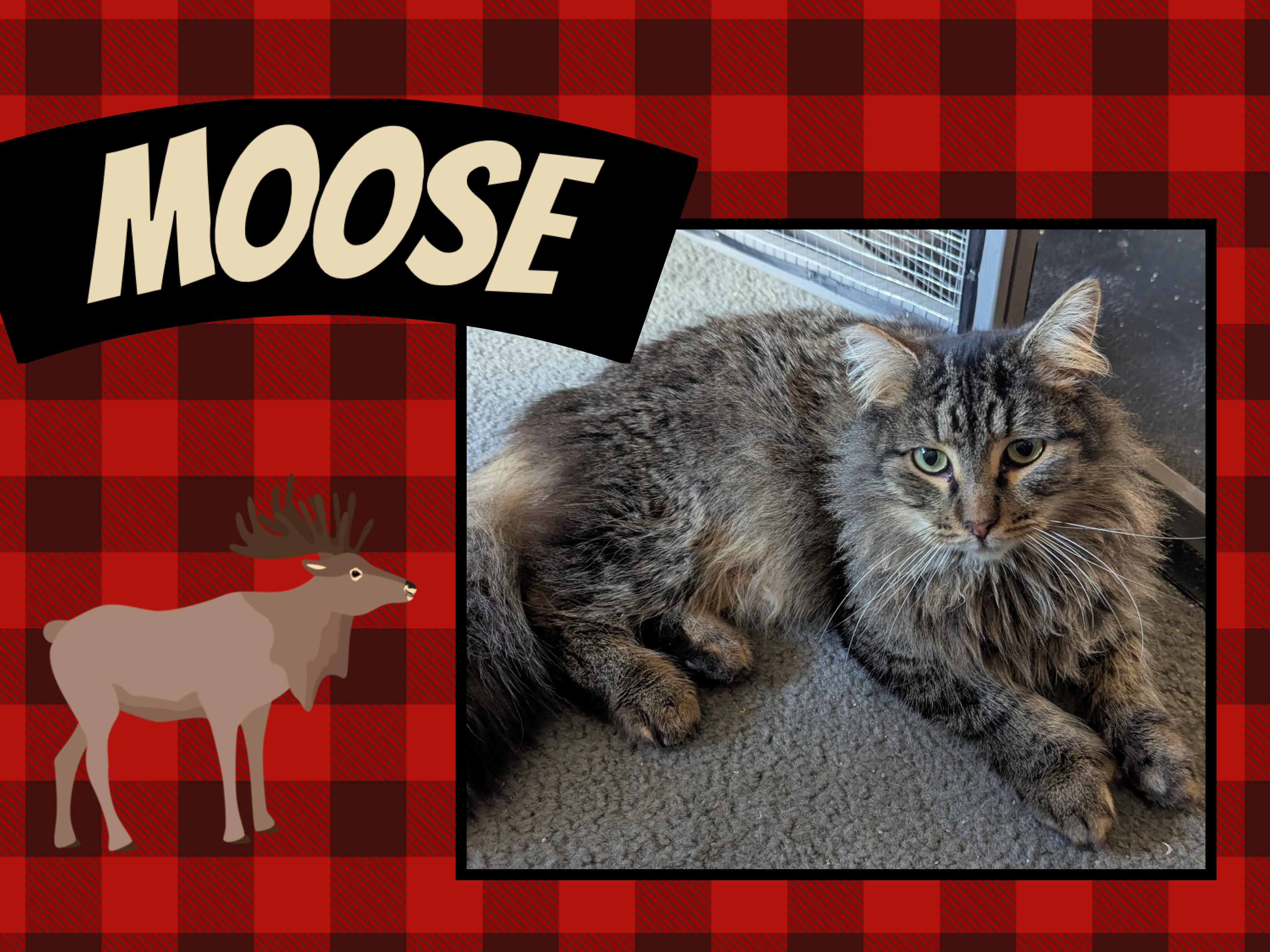 Enlarge Moose, an adoptable Domestic Long Hair in Kearney, NE image 1/1