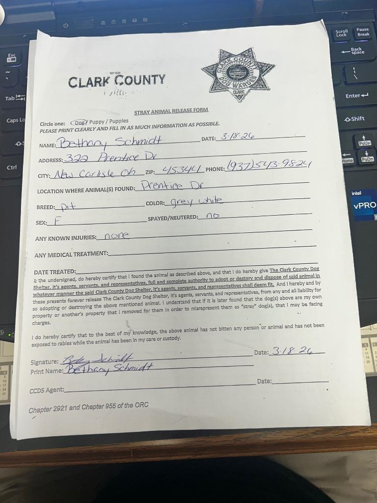 Dolly, Adoptable, Adult Female Pit Bull Terrier.