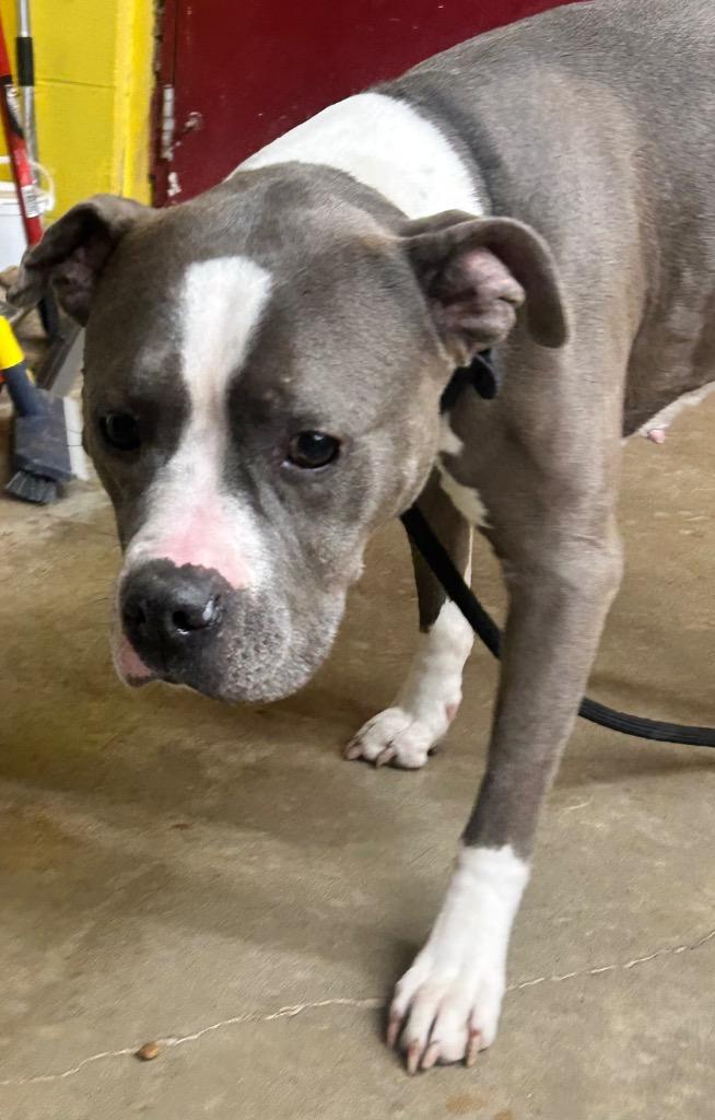 Enlarge Dolly, a Adoptable Pit Bull Terrier in Springfield, OH image 2/2