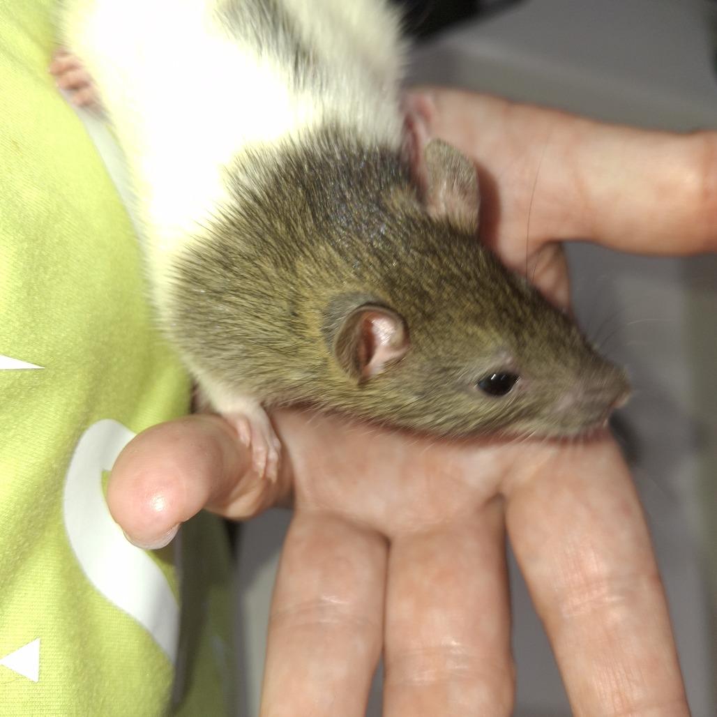 Dance, Adoptable, Young Female Rat.
