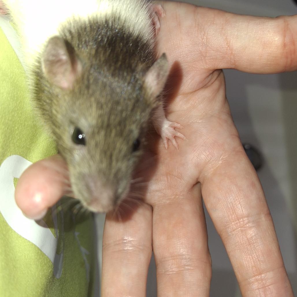 Dance, a Adoptable Rat in Kingman, AZ image 2/2