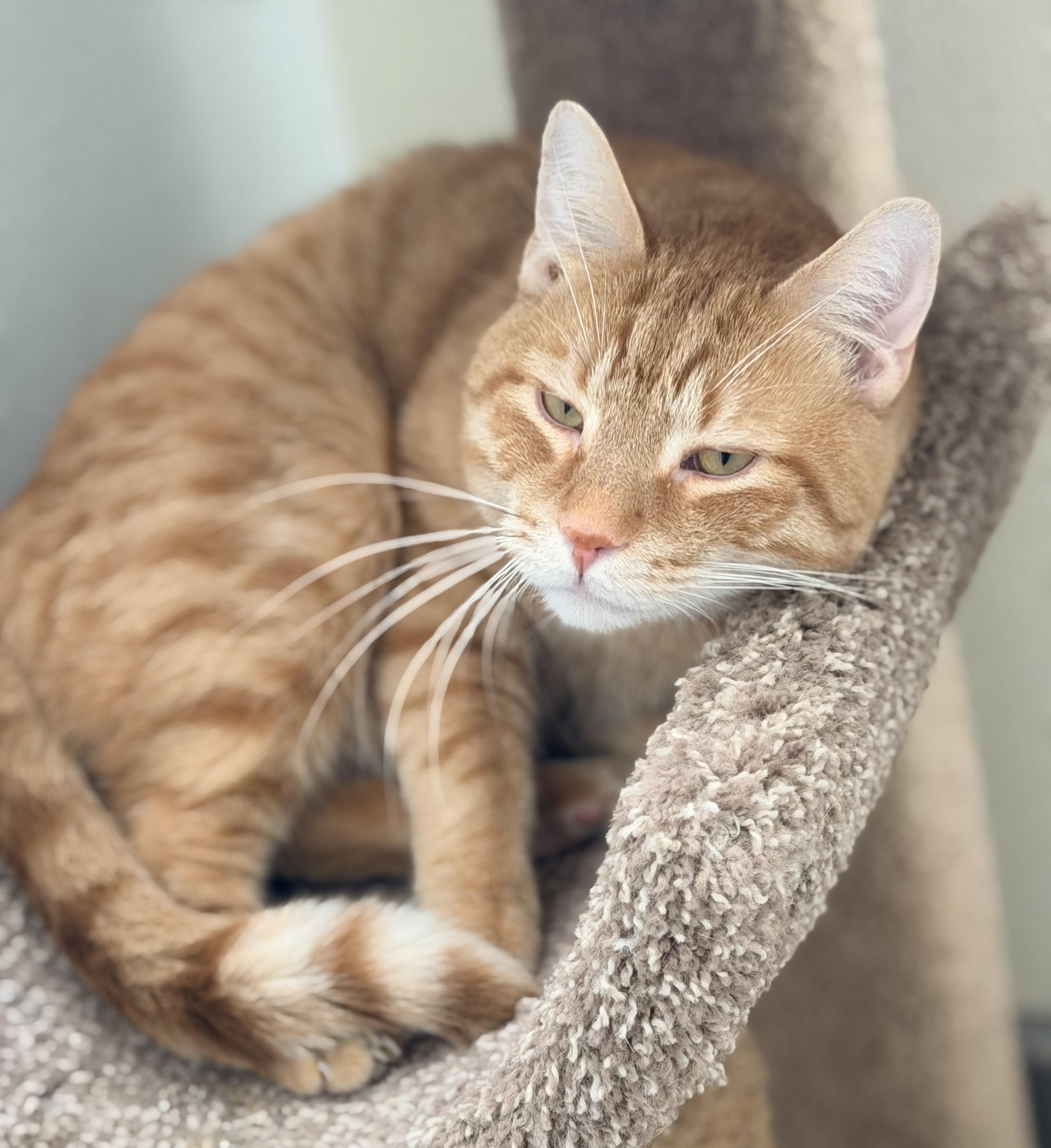 Enlarge Benjamin, a ADOPTABLE mixed breed in Pittsburgh, PA image 4/5