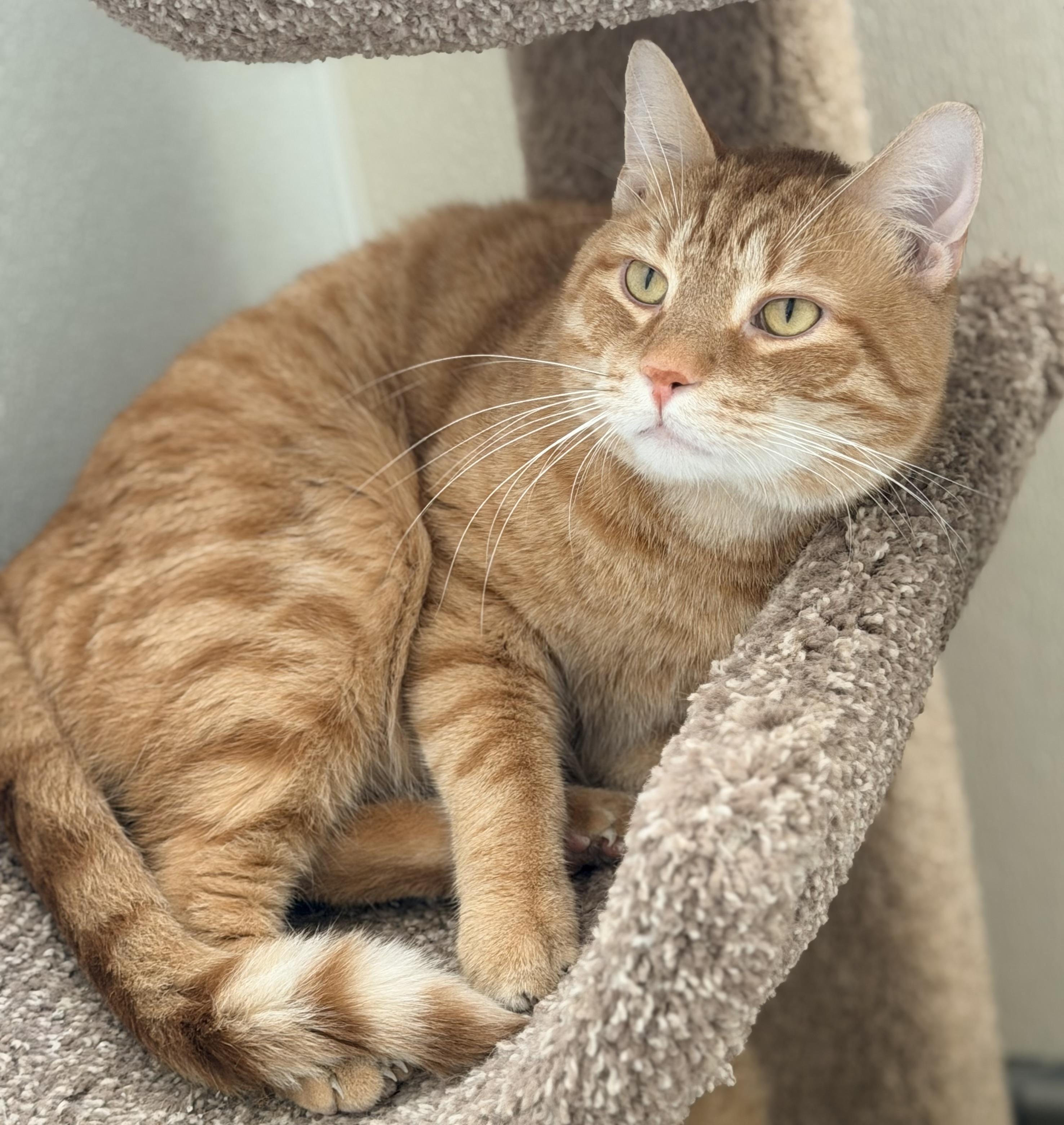 Enlarge Benjamin, a ADOPTABLE mixed breed in Pittsburgh, PA image 5/5