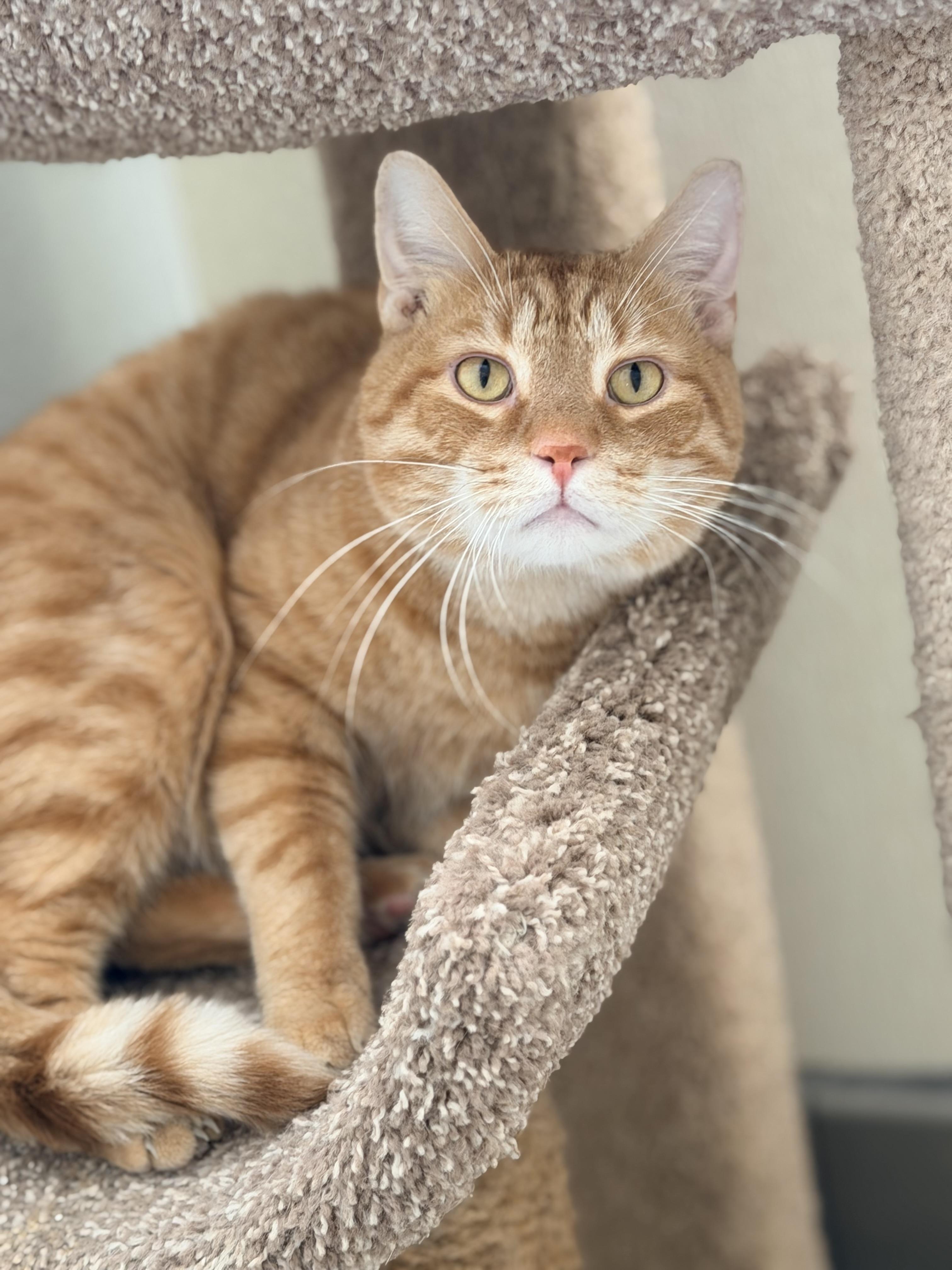 Enlarge Benjamin, a ADOPTABLE mixed breed in Pittsburgh, PA image 2/5