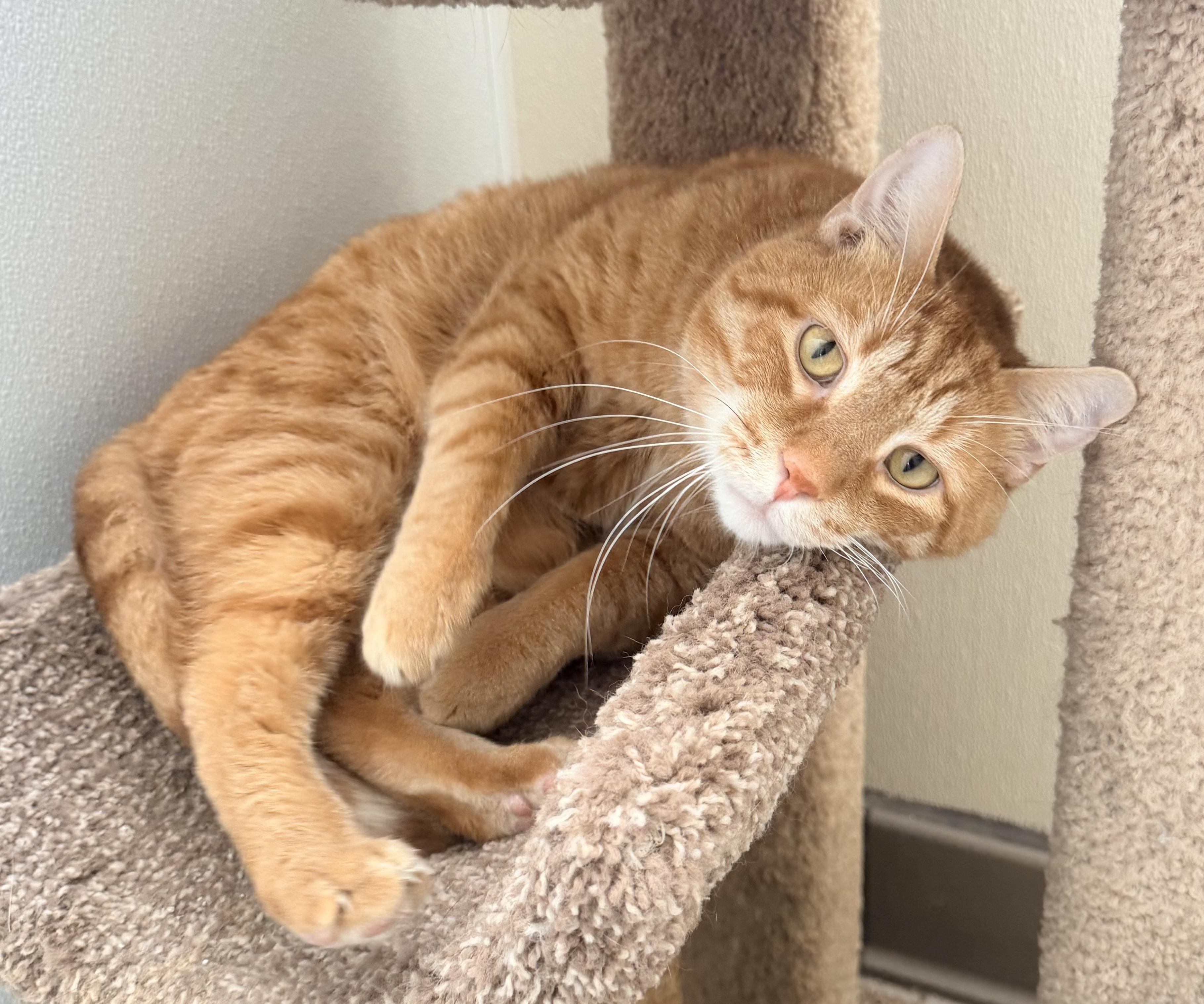 Enlarge Benjamin, a ADOPTABLE mixed breed in Pittsburgh, PA image 3/5
