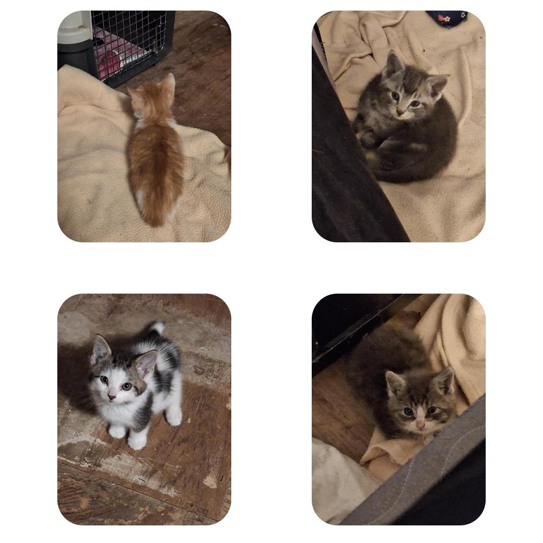 4 kittens found in Clinton, Baby Female unknown