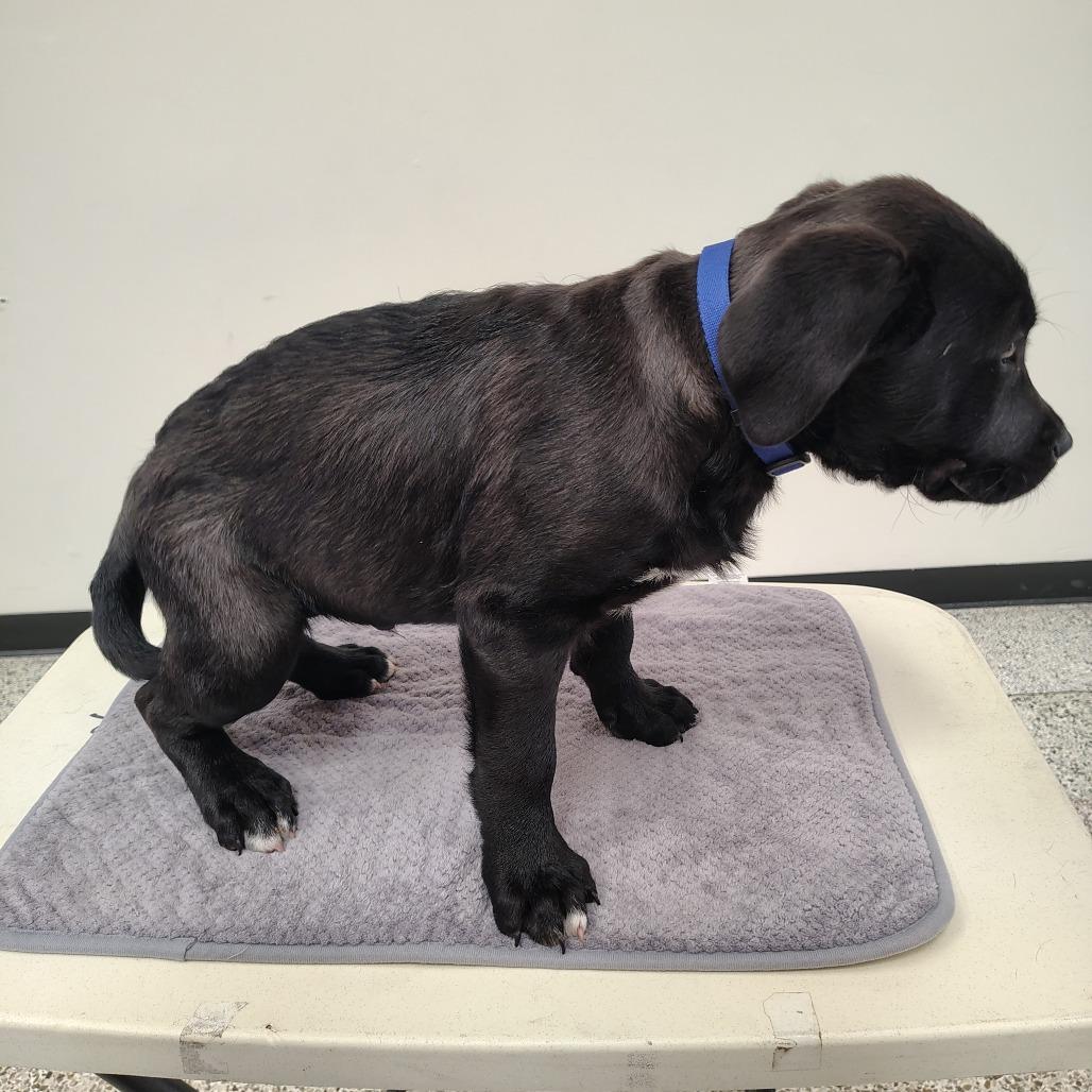Sky/Blue, Adoptable, Puppy Male Australian Shepherd & Alaskan Malamute.