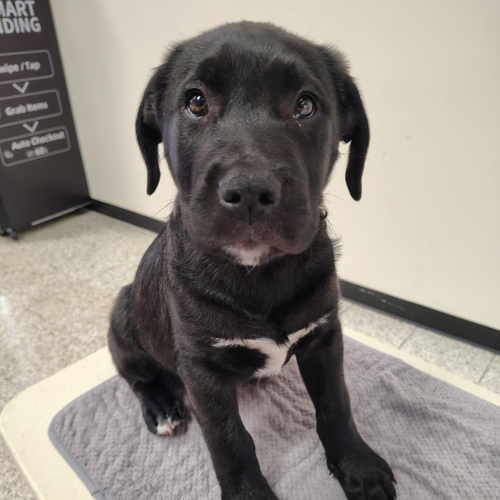 Sky/Blue, a Adoptable mixed breed in Coos Bay, OR image 2/4