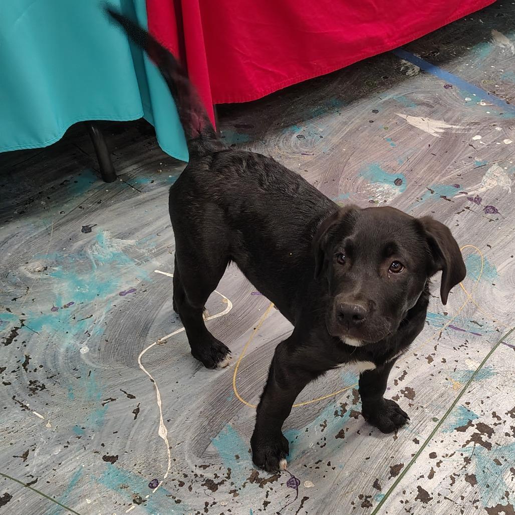 Sky/Blue, a Adoptable mixed breed in Coos Bay, OR image 3/6