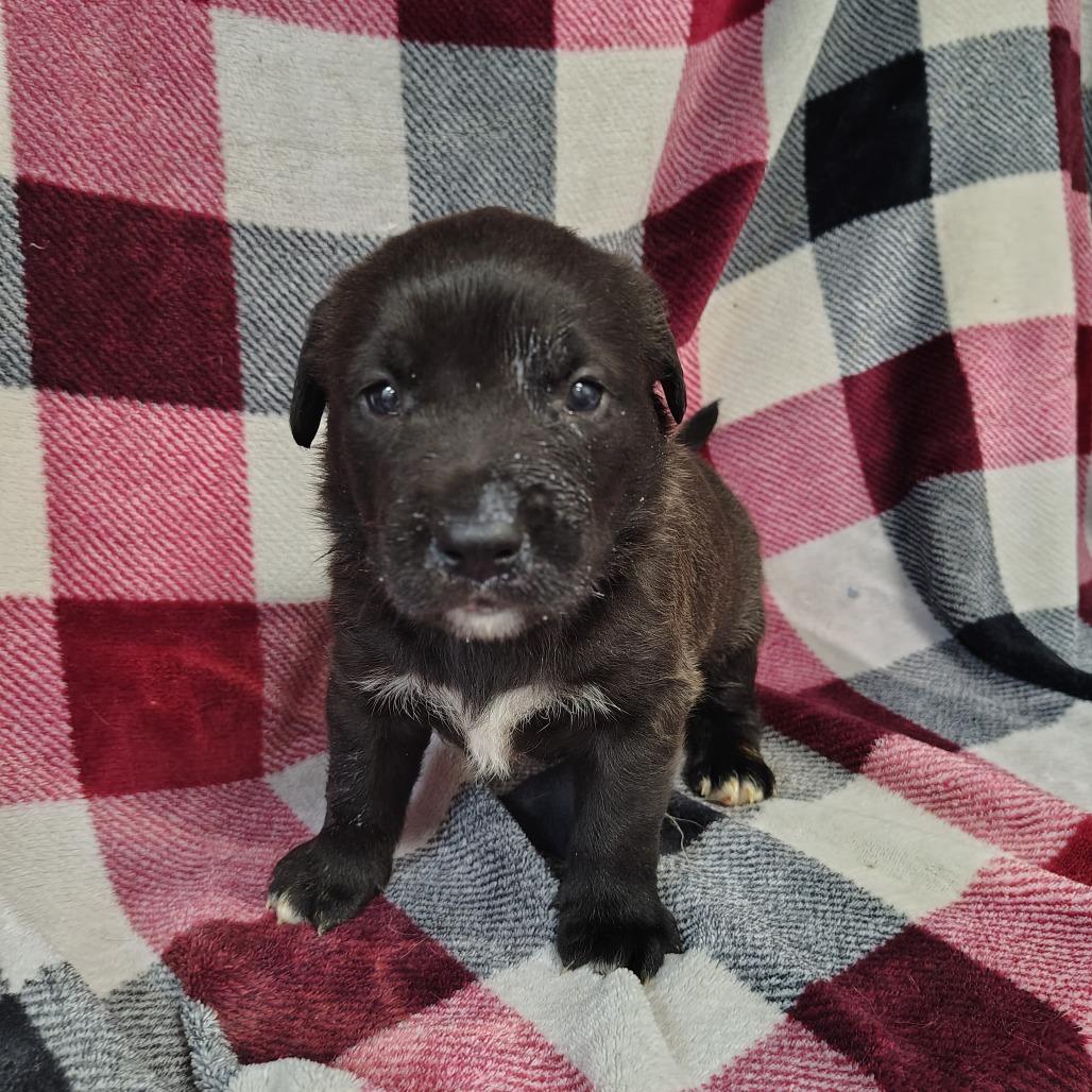 Sky/Blue, a Adoptable mixed breed in Coos Bay, OR image 3/4