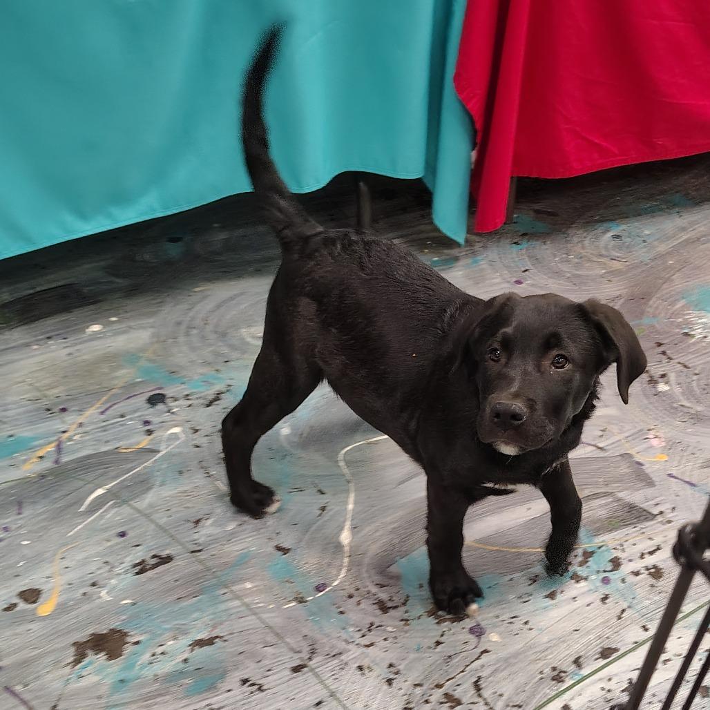 Sky/Blue, a Adoptable mixed breed in Coos Bay, OR image 5/6