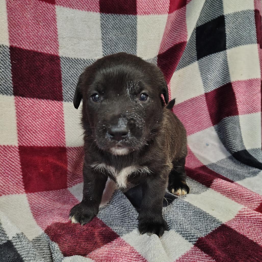 Sky/Blue, a Adoptable mixed breed in Coos Bay, OR image 4/4