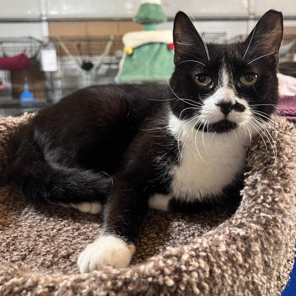 Enlarge Miley, a Adoptable Domestic Short Hair in Folsom, LA image 1/1