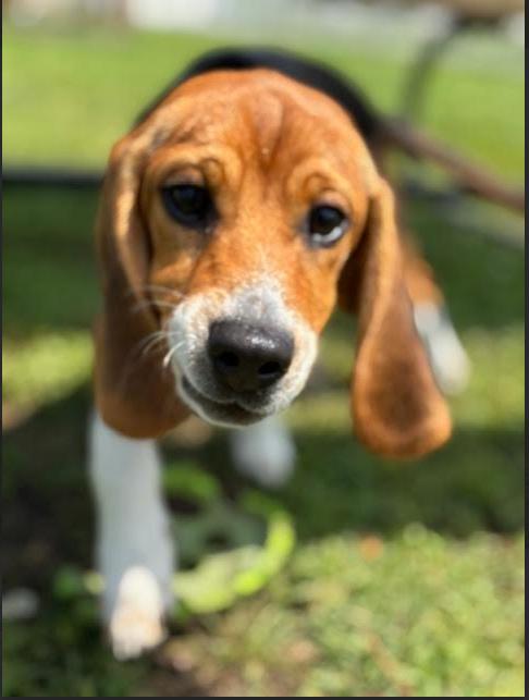 Harley, Adopted, Puppy Female Beagle.