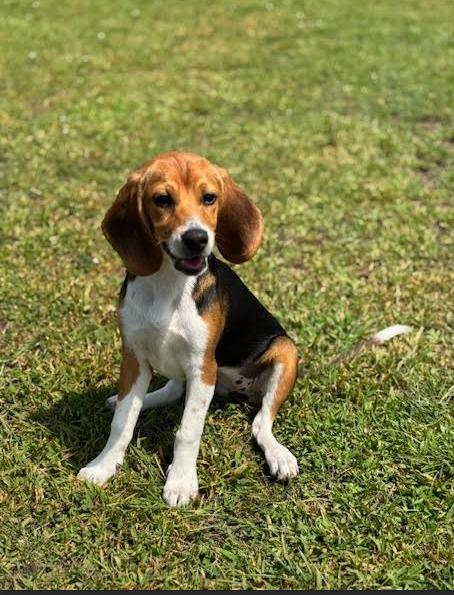 Enlarge Harley, a Adopted Beagle in Rockwell City, IA image 2/3