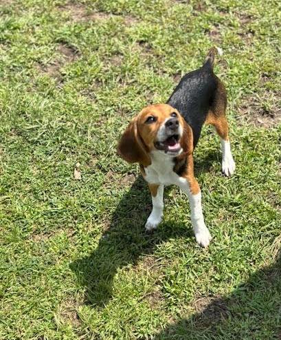Enlarge Harley, a Adopted Beagle in Rockwell City, IA image 3/3