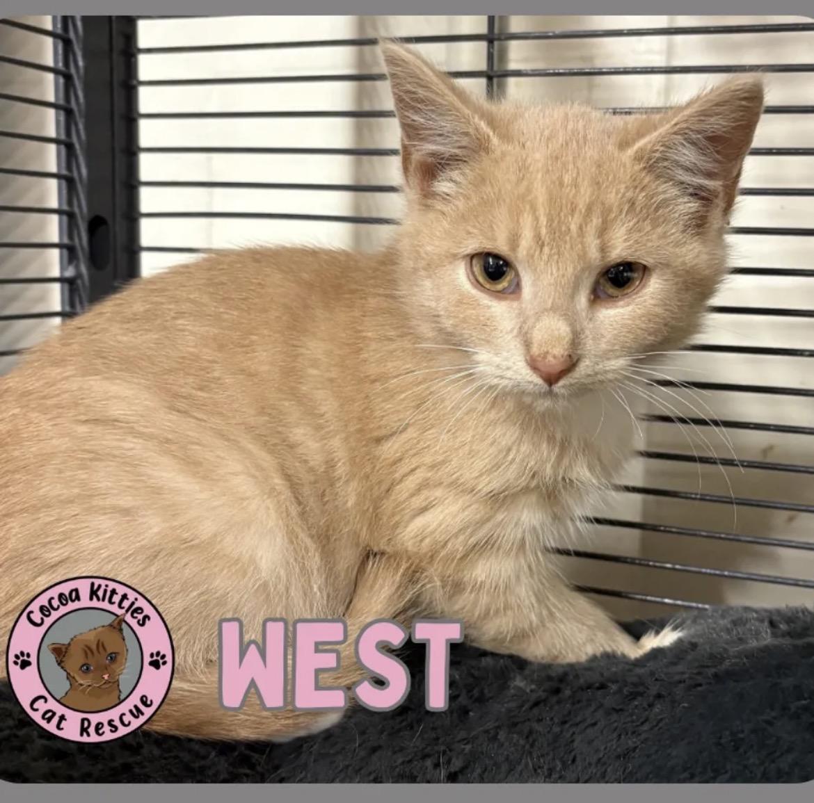West, Adopted, Young Male Domestic Short Hair.