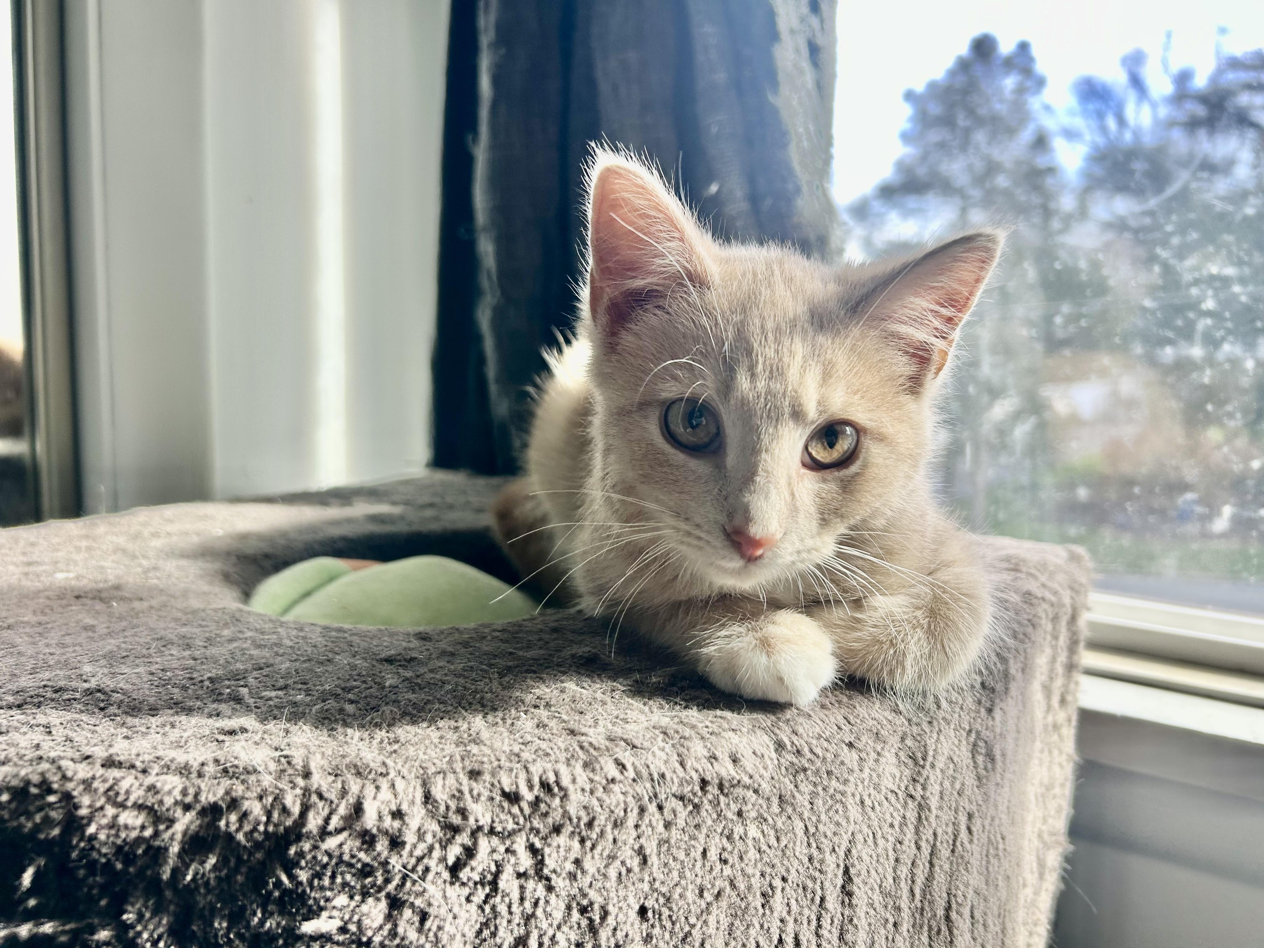 Enlarge West, a Adopted Domestic Short Hair in Hershey, PA image 2/6