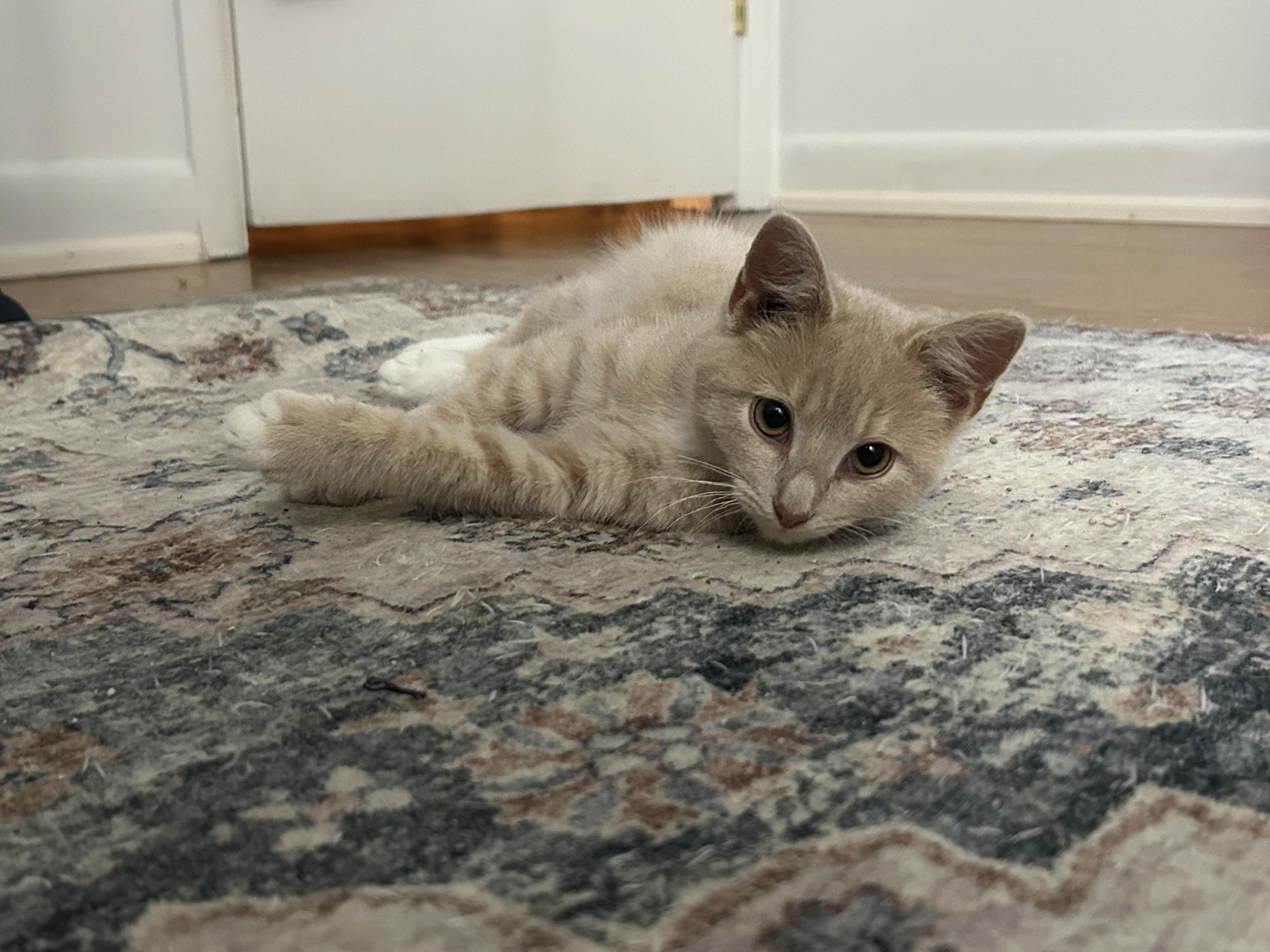 Enlarge West, a Adopted Domestic Short Hair in Hershey, PA image 3/6