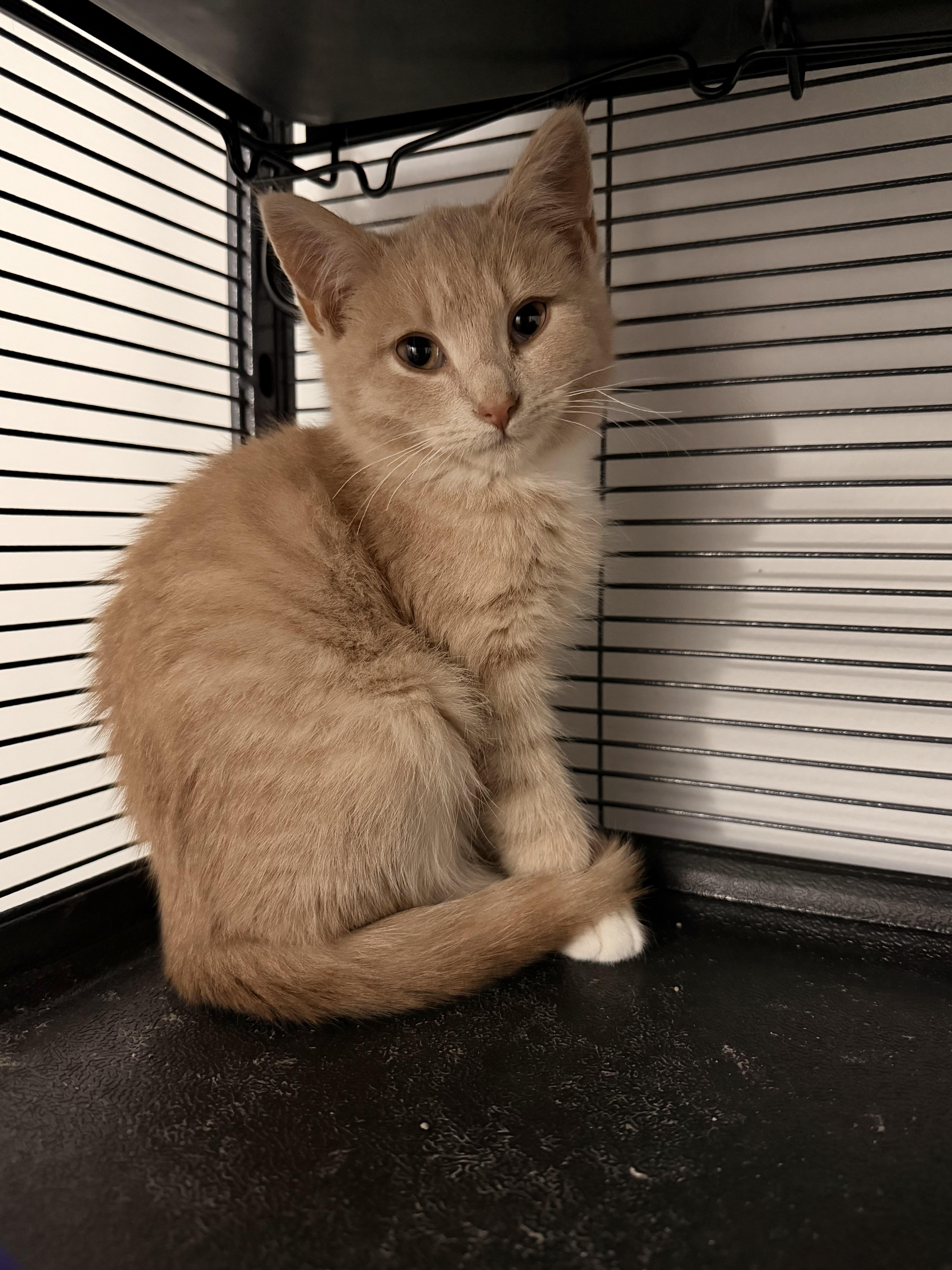 Enlarge West, a Adopted Domestic Short Hair in Hershey, PA image 4/6