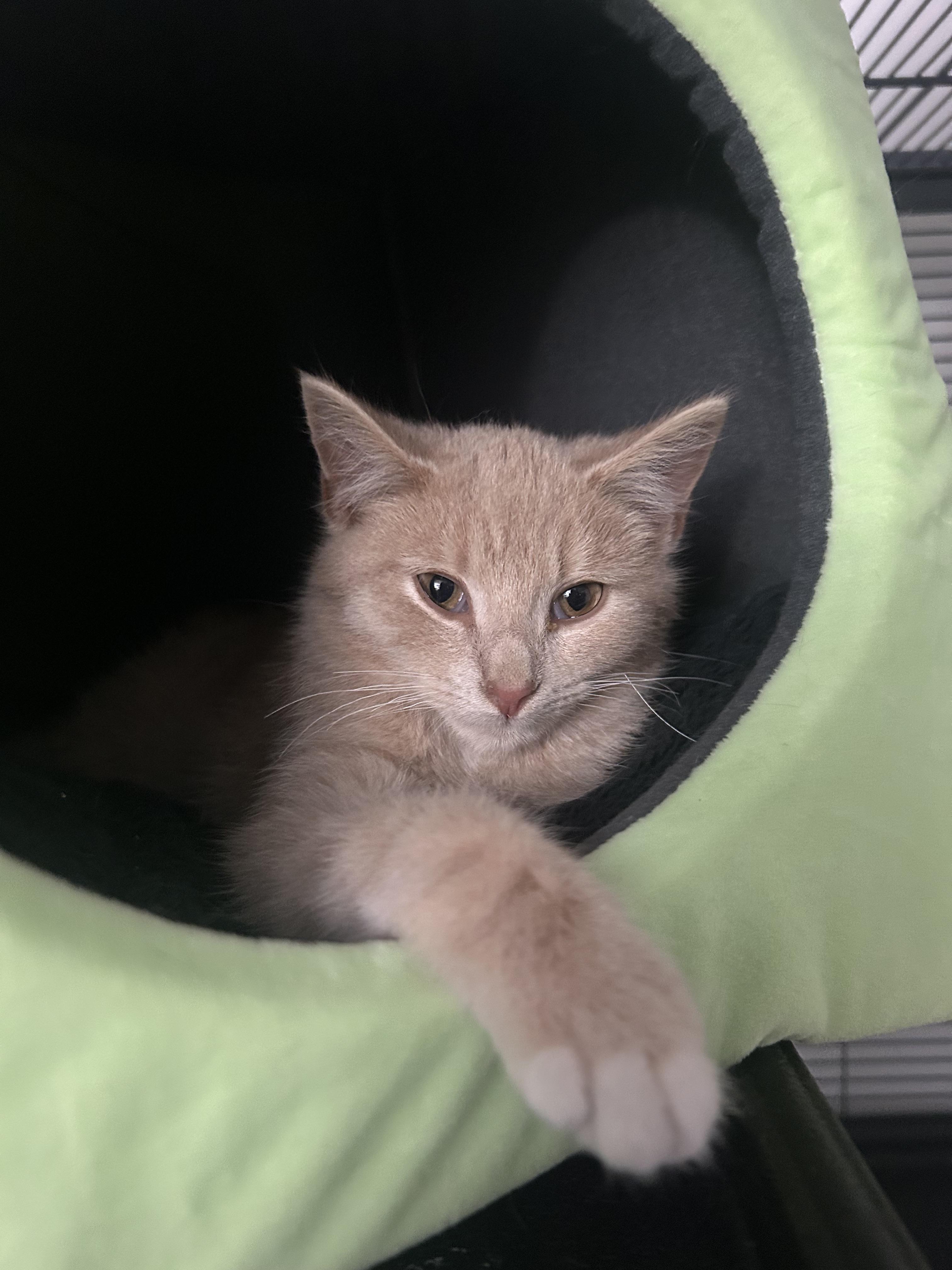 Enlarge West, a Adopted Domestic Short Hair in Hershey, PA image 5/6