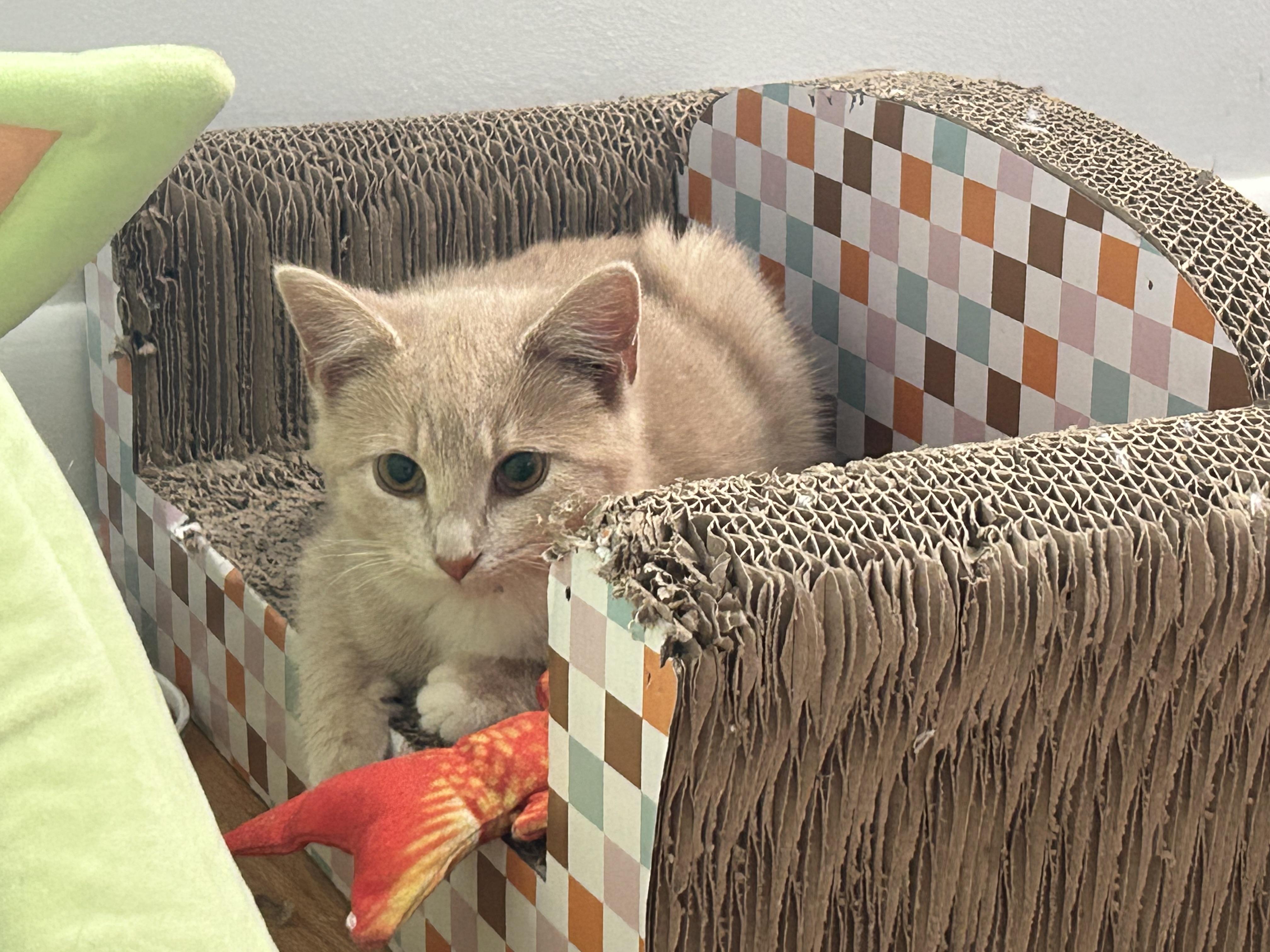 Enlarge West, a Adopted Domestic Short Hair in Hershey, PA image 6/6