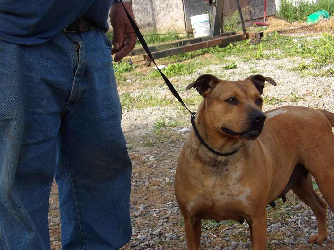 Honey, a Adoptable mixed breed in Zaleski, OH image 1/4