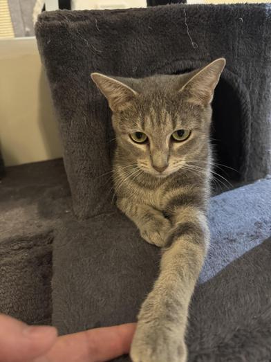 Amelia — thumbnail 4