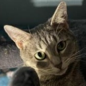 Amelia — thumbnail 6