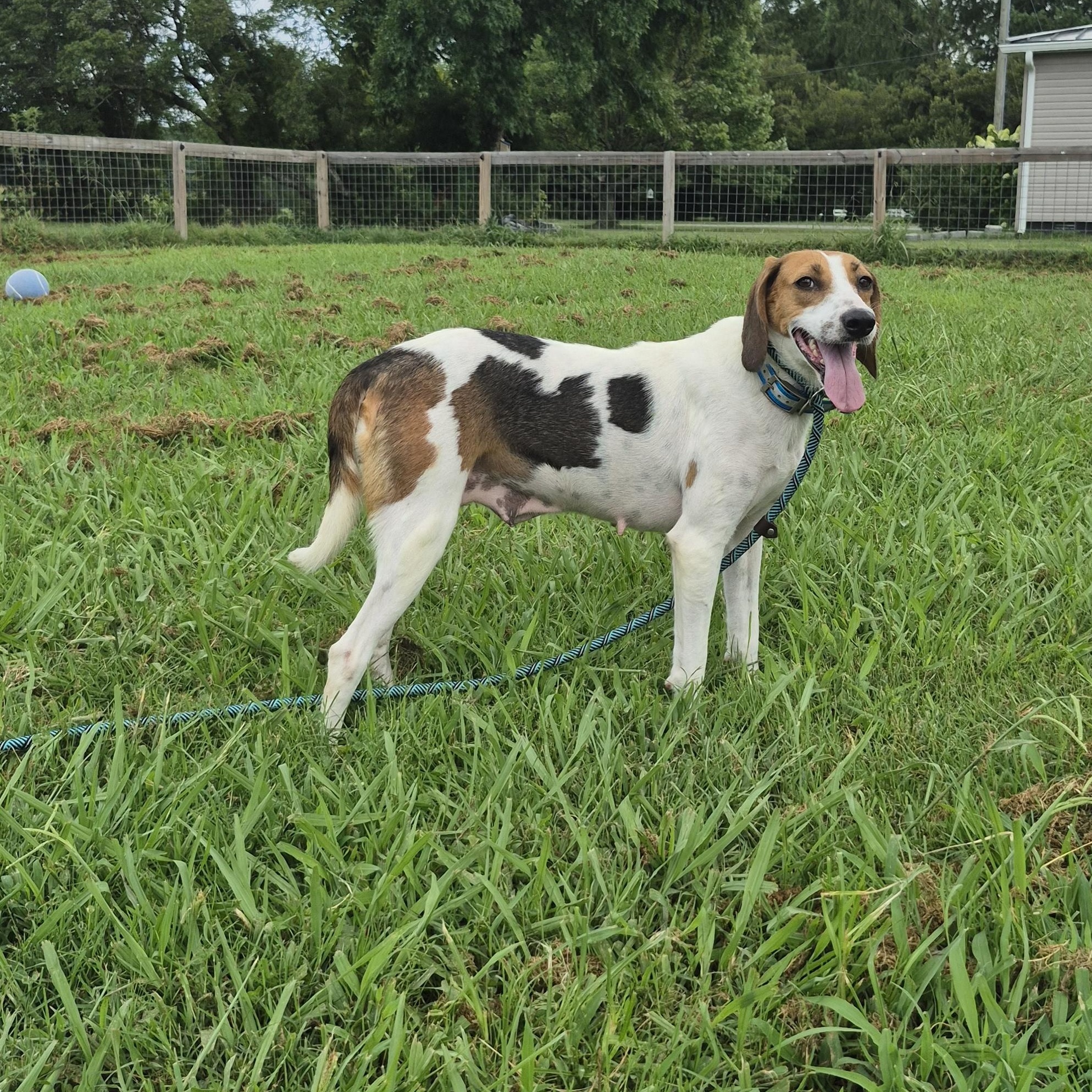 Wilda, a Adoptable mixed breed in Chesapeake, VA image 1/3