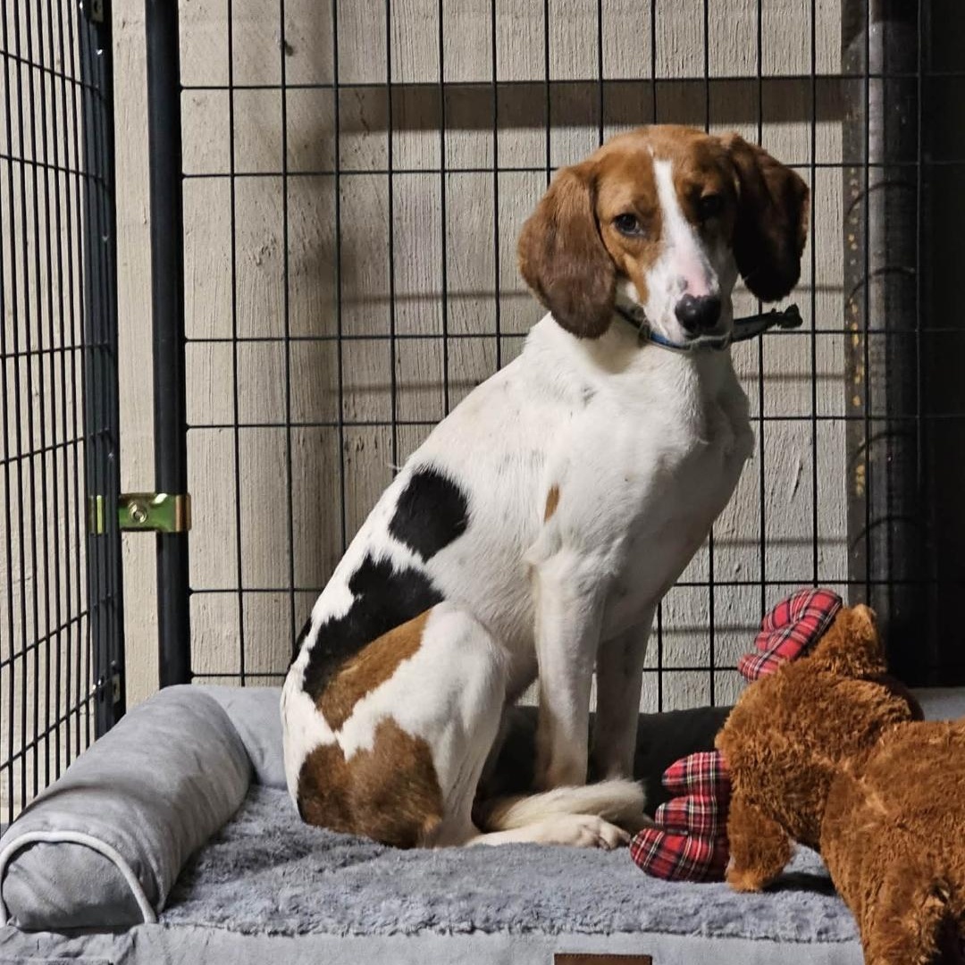 Wilda, a Adoptable mixed breed in Chesapeake, VA image 1/4